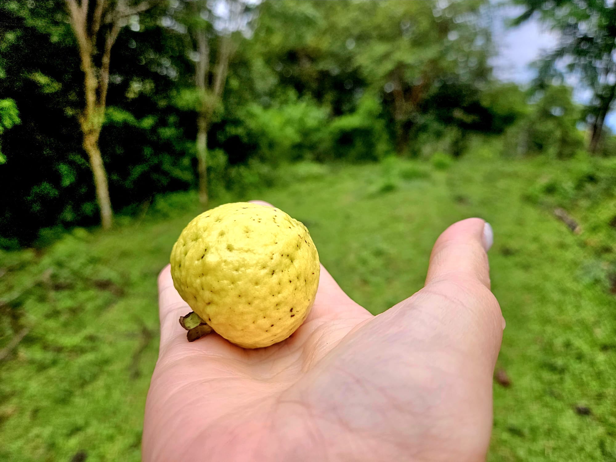 8,737 M2 (2.15 Acre) Lot with View  of Lake Arenal in Tronadora photo 17