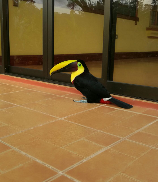 Beautiful 5 Bedroom 3 Bathroom Home Estate on 66 acres In Guatuso photo 13