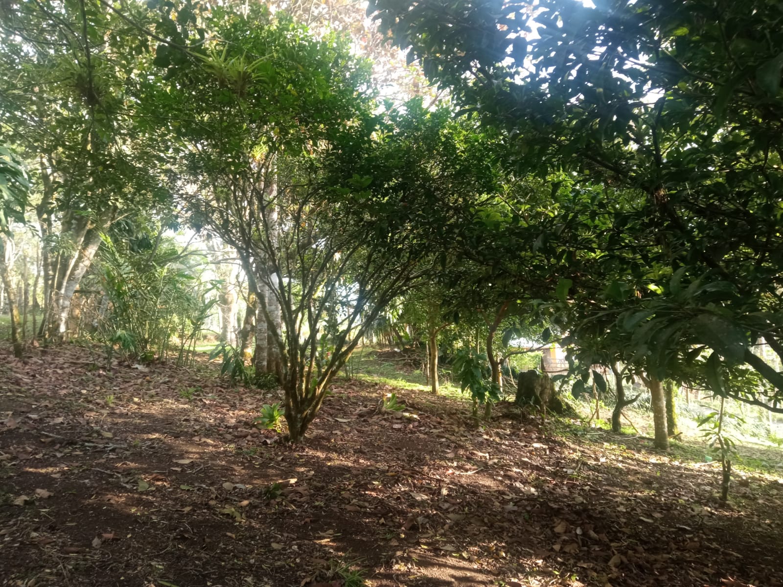 Beautiful, 1407 m2 (0,34 acres) Lot in Parcelas de Quebrada Azul, Tilarán photo 9