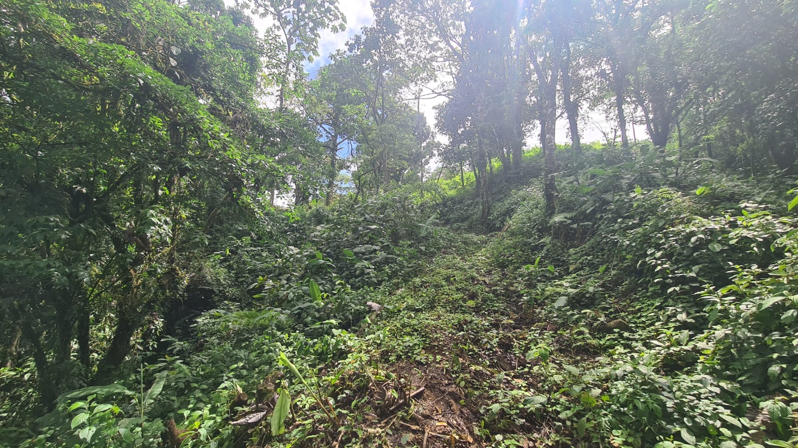 33 Hectare (81.5 acre) Property with Volcano Views in San Carlos, Alajuela photo 12