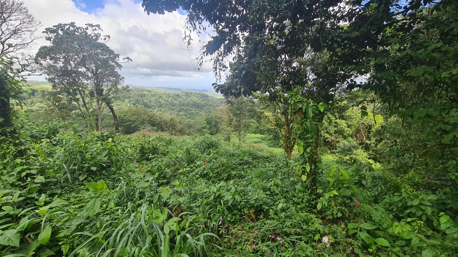33 Hectare (81.5 acre) Property with Volcano Views in San Carlos, Alajuela photo 13