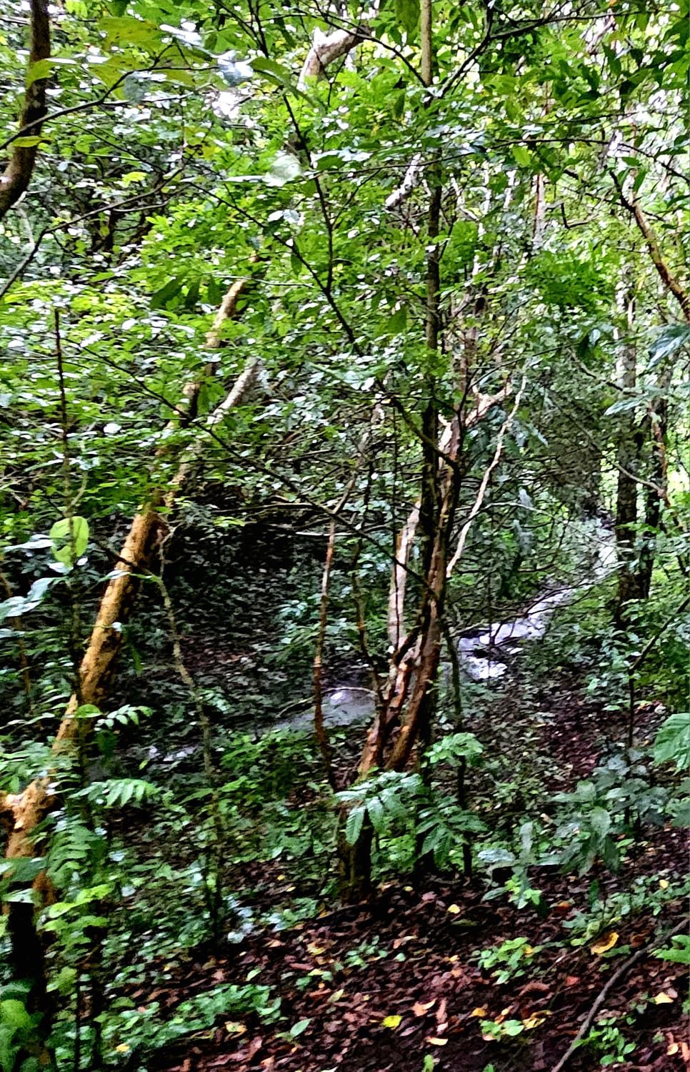 8,737 M2 (2.15 Acre) Lot with View  of Lake Arenal in Tronadora photo 15