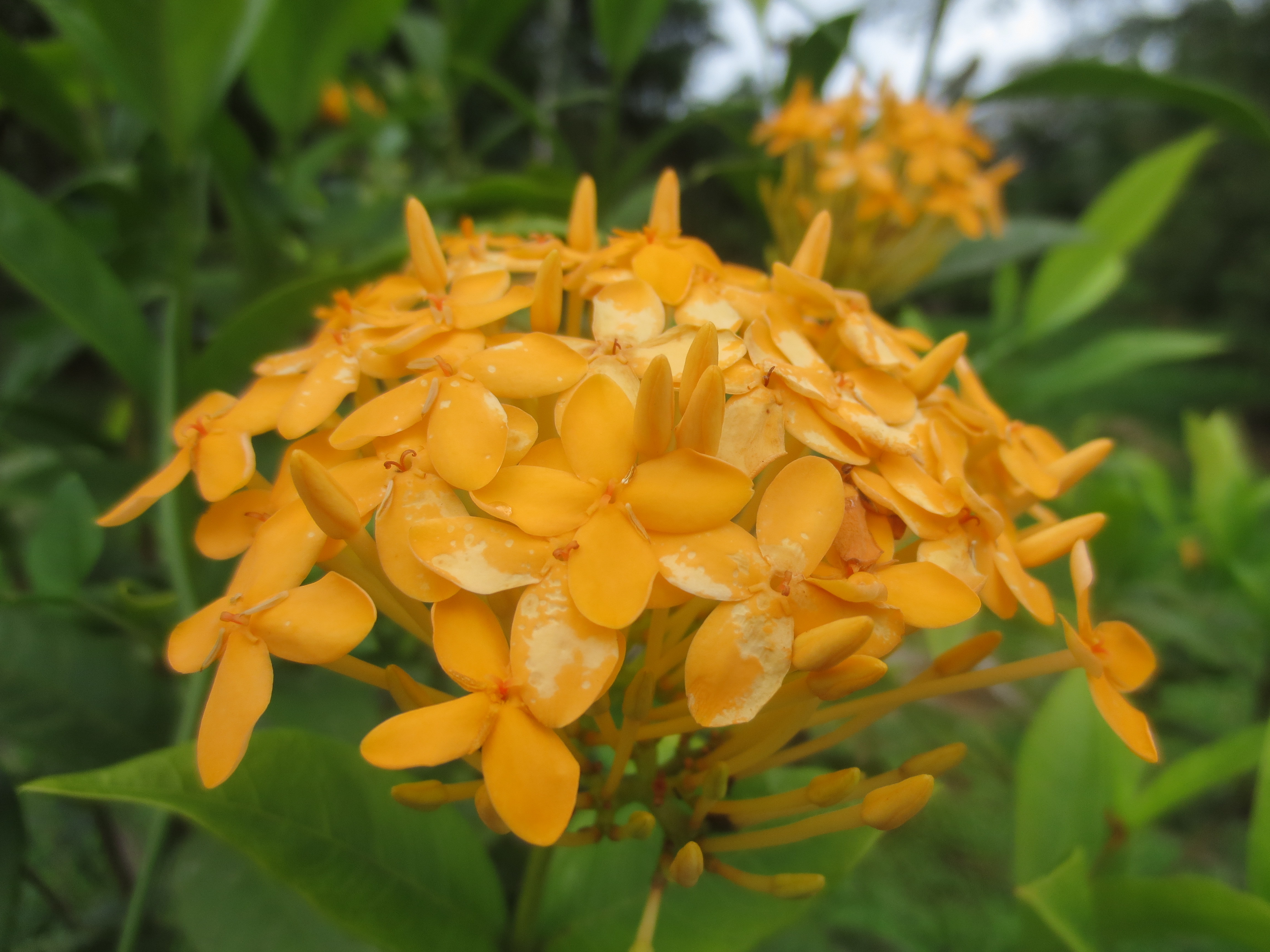 Casa Pink Sky 3BD 3BA – A Private Sanctuary with Volcano & Mountain Views photo 43