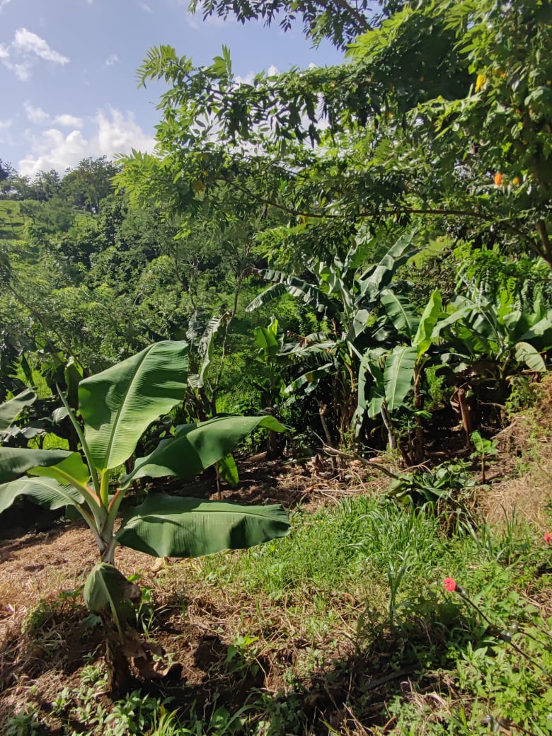 Lovely1,903 m3 (0.47 Acre) Near Lake Arenal in  Tronadora photo 9