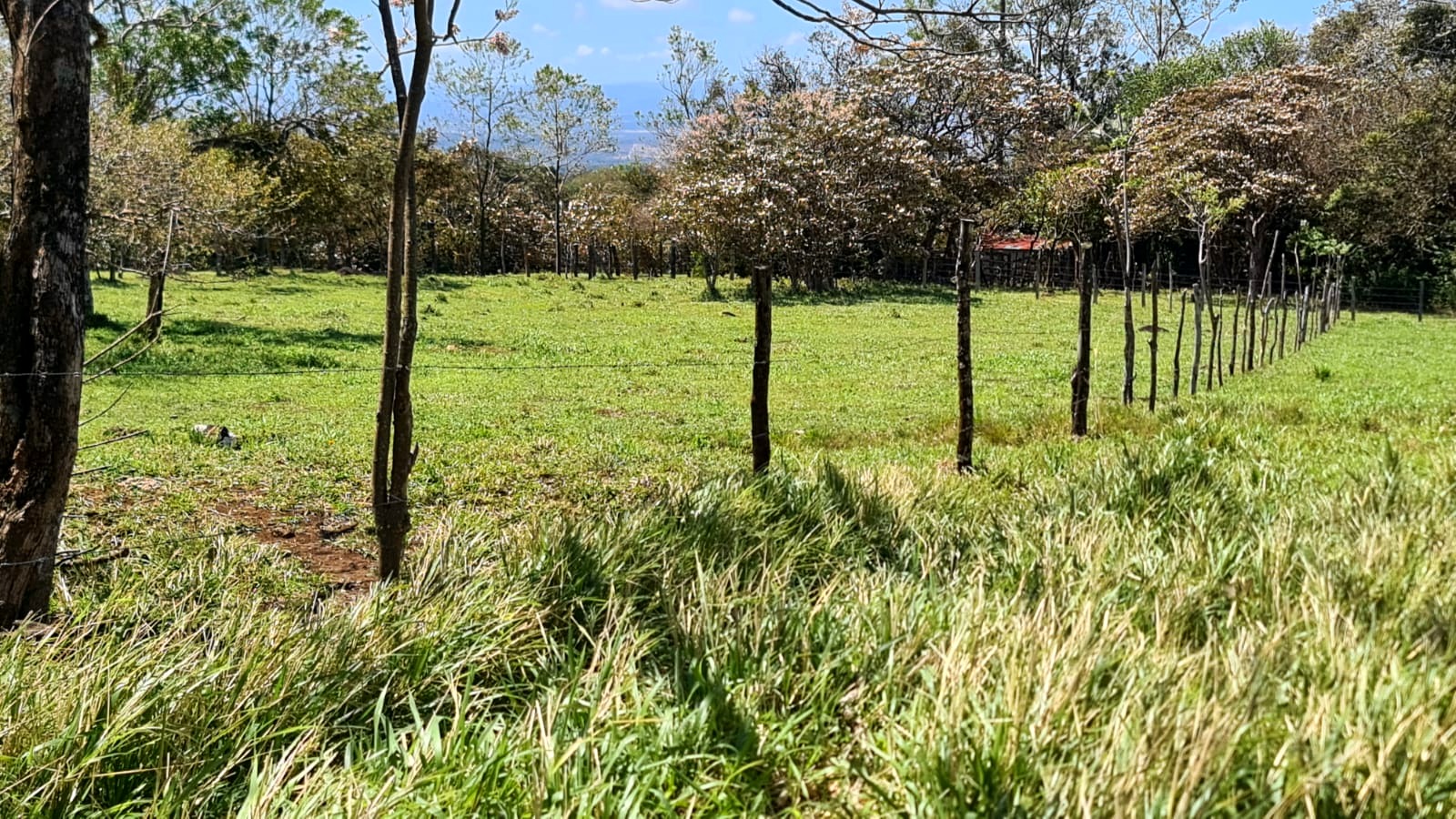 10,000 M2 (2.47 Acre) Lot with Volcano View in Nueva Guatemala photo 10