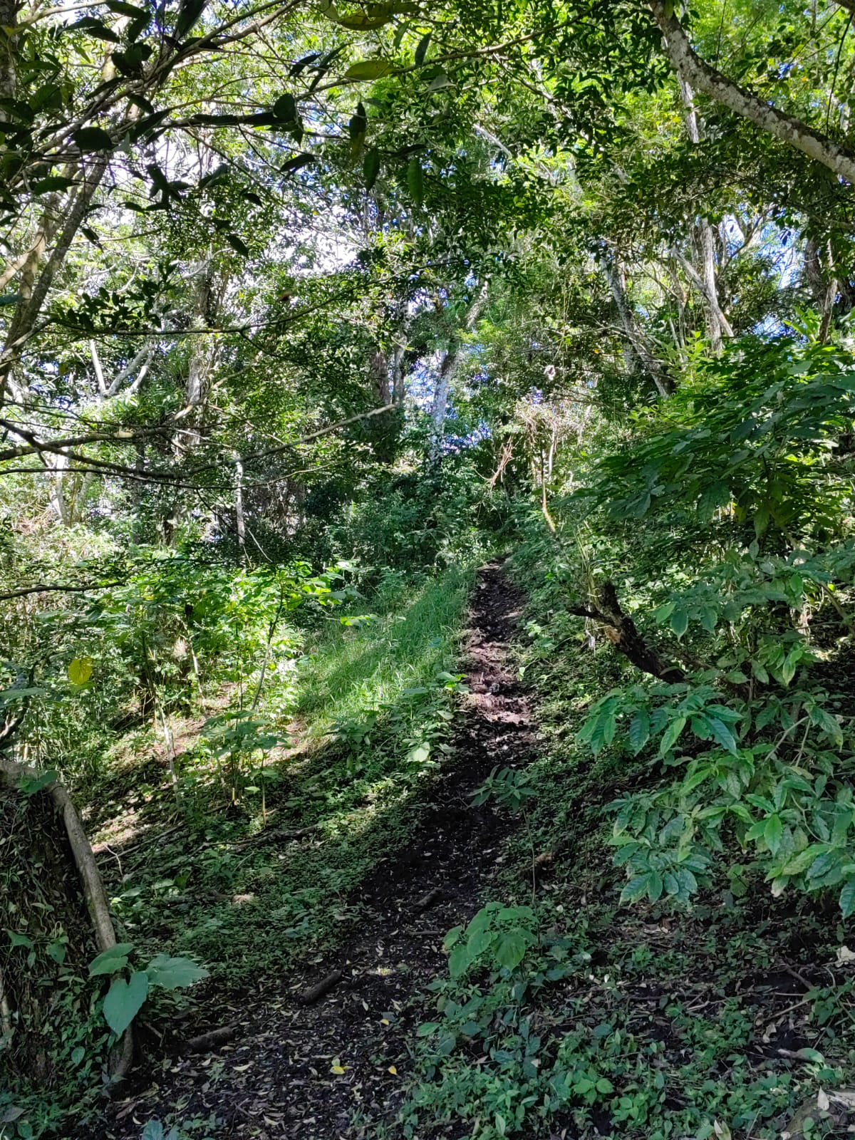 Large Lake view lot of 12,159 square meters in San Luis, Tilarán  photo 9