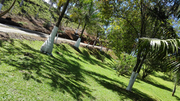 Beautiful 5 Bedroom 3 Bathroom Home Estate on 66 acres In Guatuso photo 18