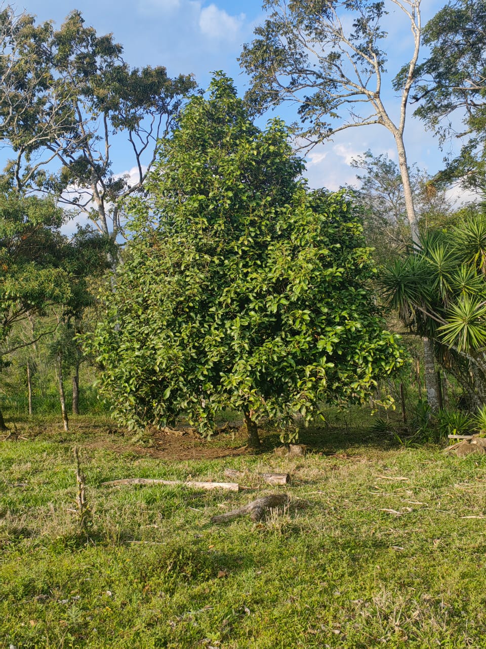Beautiful Lot of 5461 m2 (1,34 Acre) in downtown Tronadora photo 9