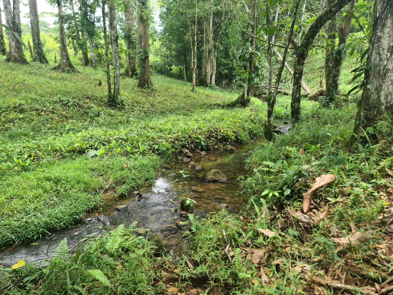 10,500 M2 (2.59 Acres) Lot with a Creek in Río Celeste photo 11