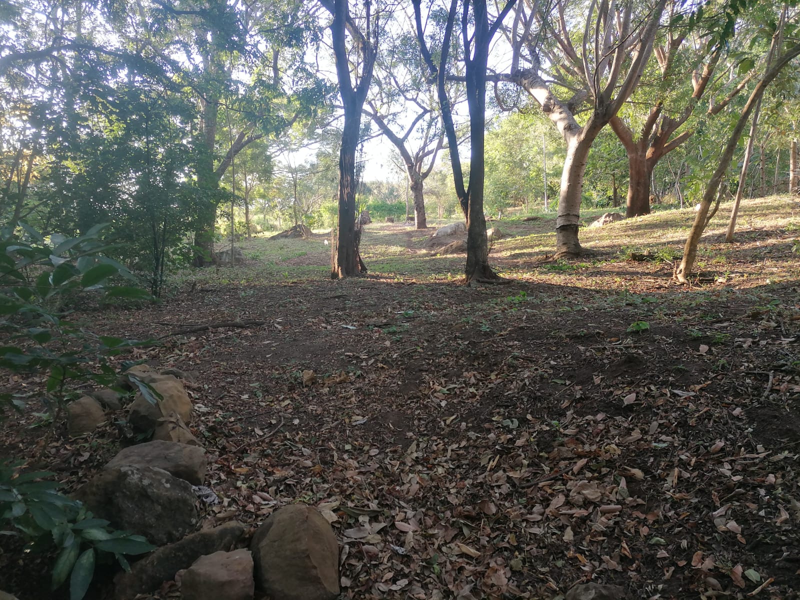 Nature Lover: 5,121 m2 Lot with Mountain Views and Lush Fruit Orchard photo 9