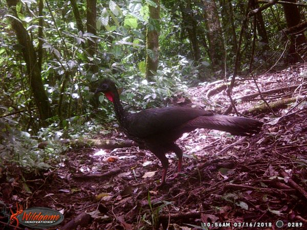 168 acres (68 hectares) of natural peace and tranquility with four cabins photo 27