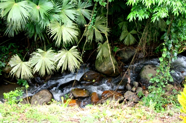 Tico-Style 4BR Home bordered by Bubbling Stream In Tronadora photo 6