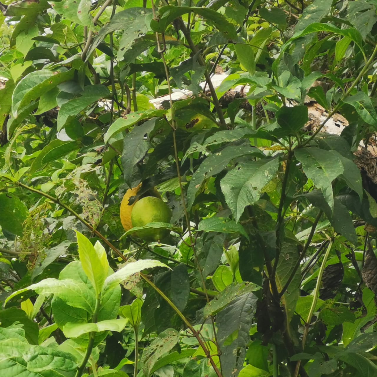 7.1-Hectare Lot w/ Private Well & Development Potential in Upala photo 16