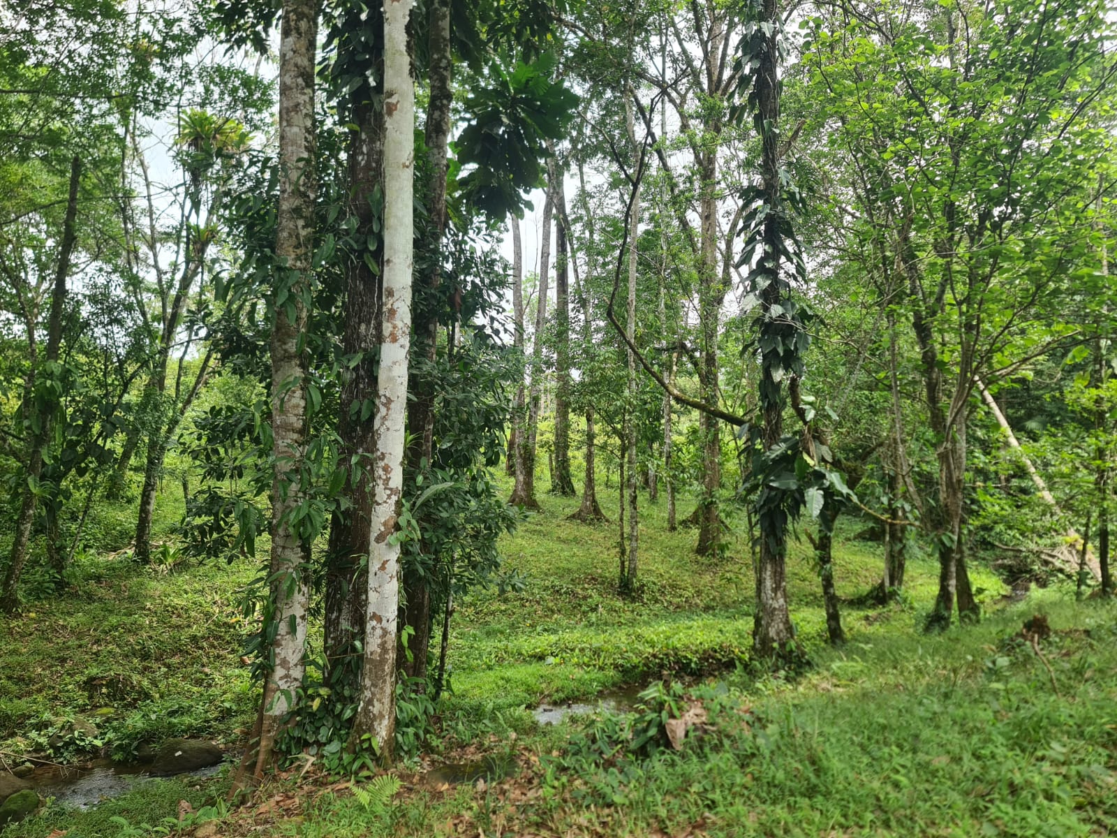 10,500 M2 (2.59 Acres) Lot with a Creek in Río Celeste photo 8
