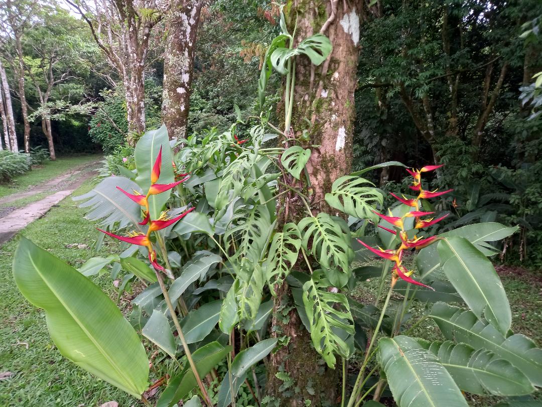 Tranquility Defined – Stunning Home with Lake & Volcano Views on 8.2 Acres photo 30