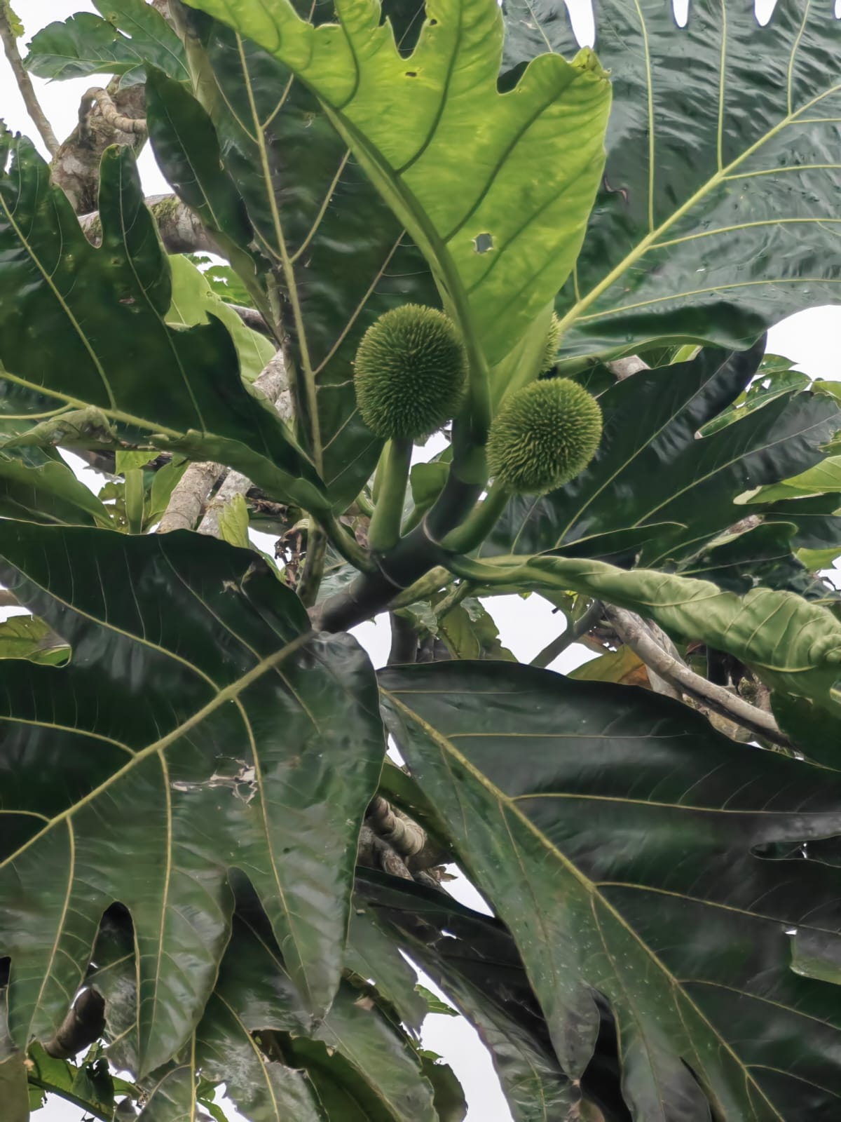 Beautiful, 2 Story, 3BD, 1BA A-Frame Home with Lake and Volcano Views- Nuevo Arenal photo 27