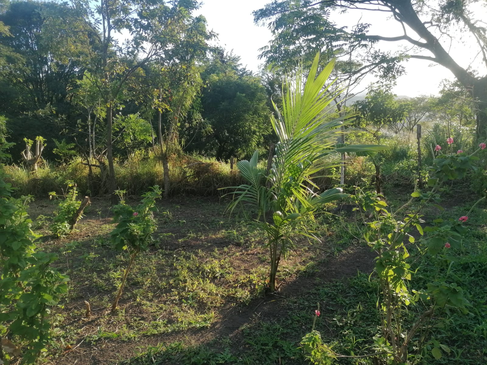 Nature Lover: 5,121 m2 Lot with Mountain Views and Lush Fruit Orchard photo 14