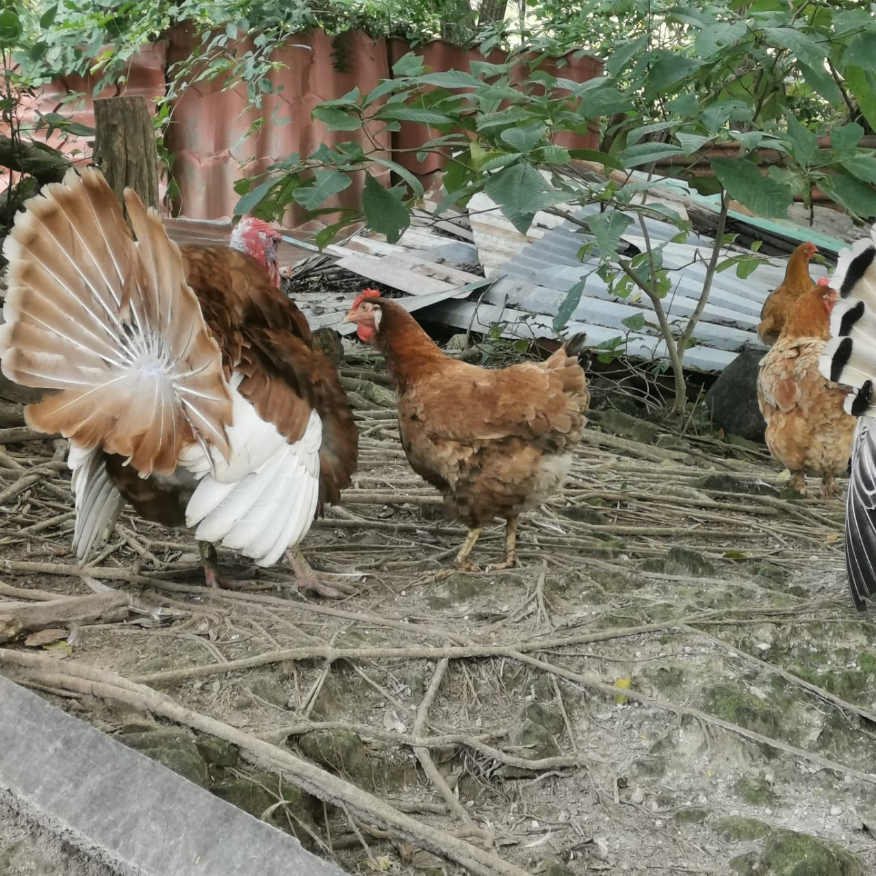 450-Hectare Estate w/ Nature Reserve, Three Homes & Rivers in Guanacaste photo 42