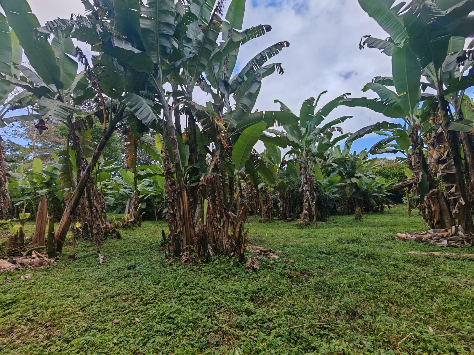 15,750 m² Lakefront Lot with Volcano Views, Fruit Trees & Direct Lake Access  photo 11