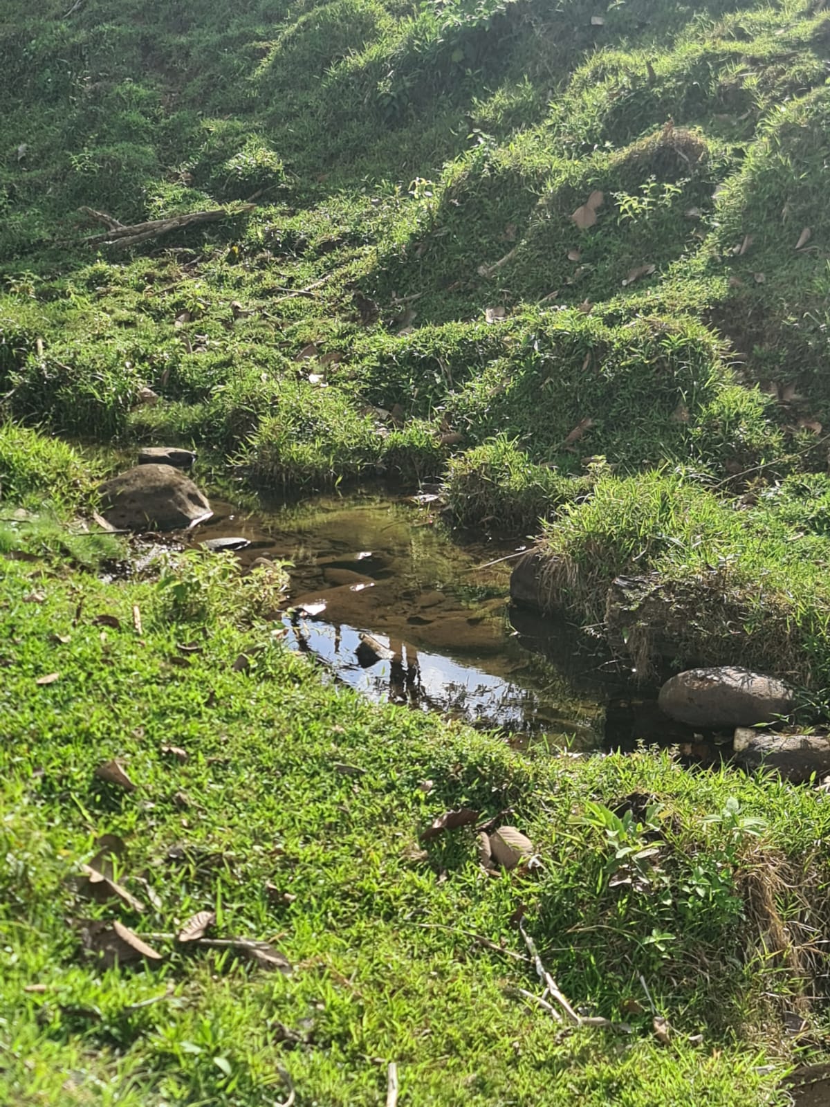 Gorgeous 50,372 m2 (12,4 acre) Farm In Cabanga, Guatuso photo 13