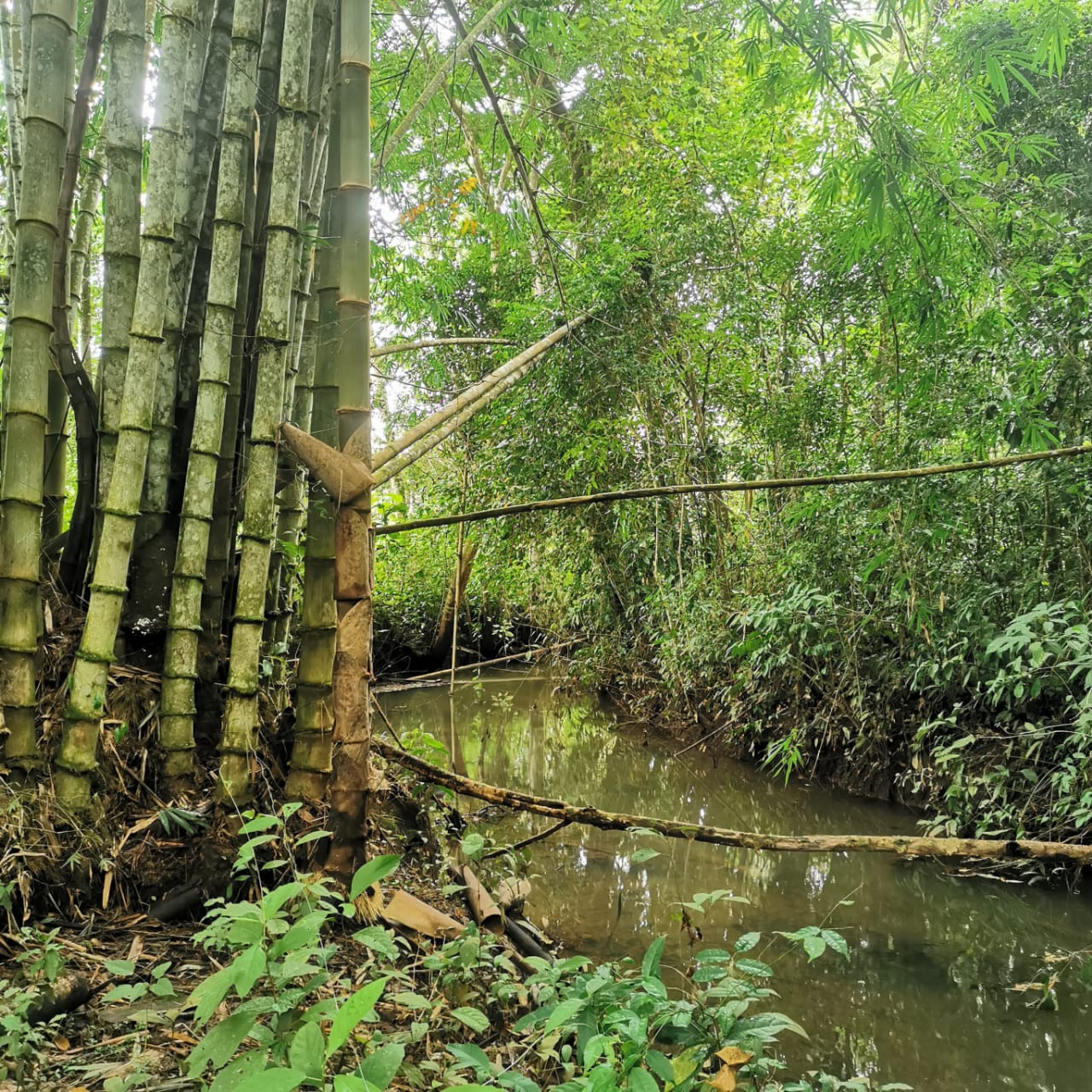 7.1-Hectare Lot w/ Private Well & Development Potential in Upala photo 12