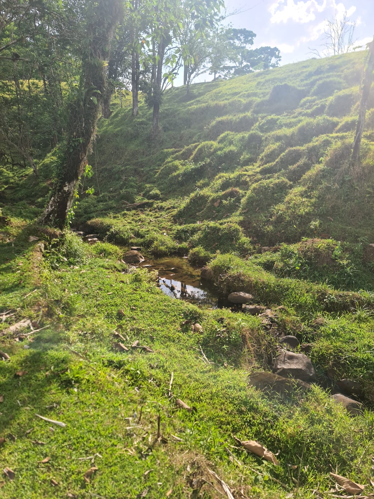 Gorgeous 50,372 m2 (12,4 acre) Farm In Cabanga, Guatuso photo 17