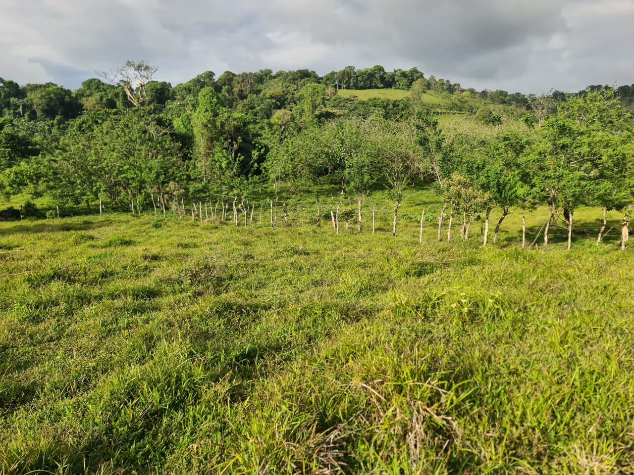 16-Hectare Farm with a Private Well and Views of Lake Arenal in Nuevo Arenal photo 29