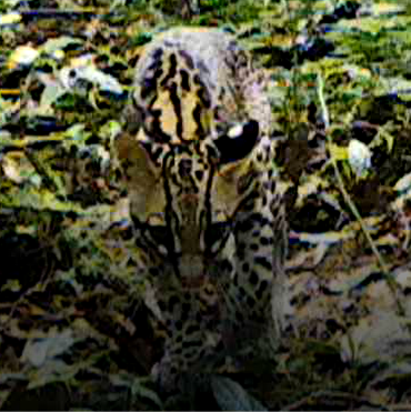 168 acres (68 hectares) of natural peace and tranquility with four cabins photo 26