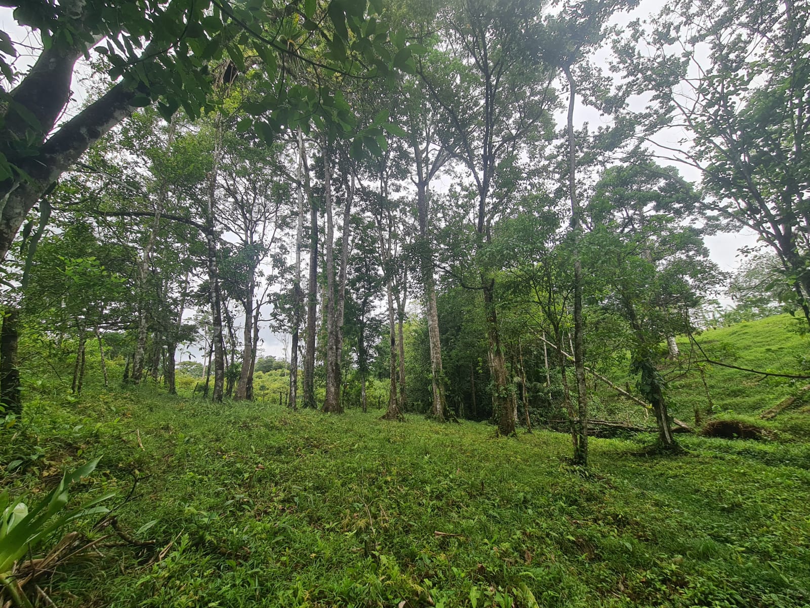 10,500 M2 (2.59 Acres) Lot with a Creek in Río Celeste photo 14