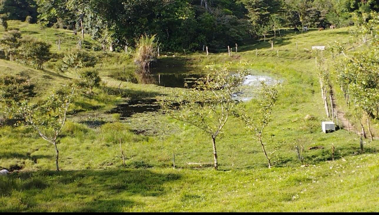 Expansive Self-Sufficient Farm Overlooking Lake Arenal in Nuevo Arenal photo 8