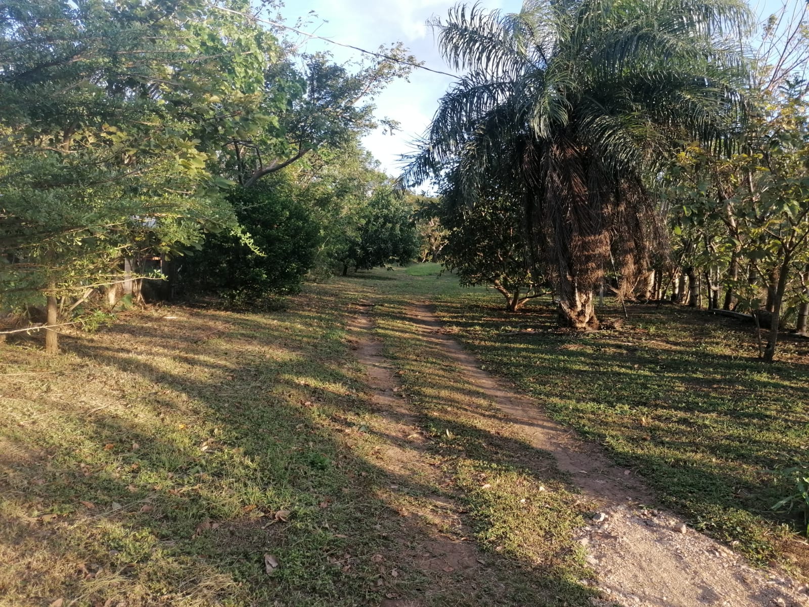 Nature Lover: 5,121 m2 Lot with Mountain Views and Lush Fruit Orchard photo 6