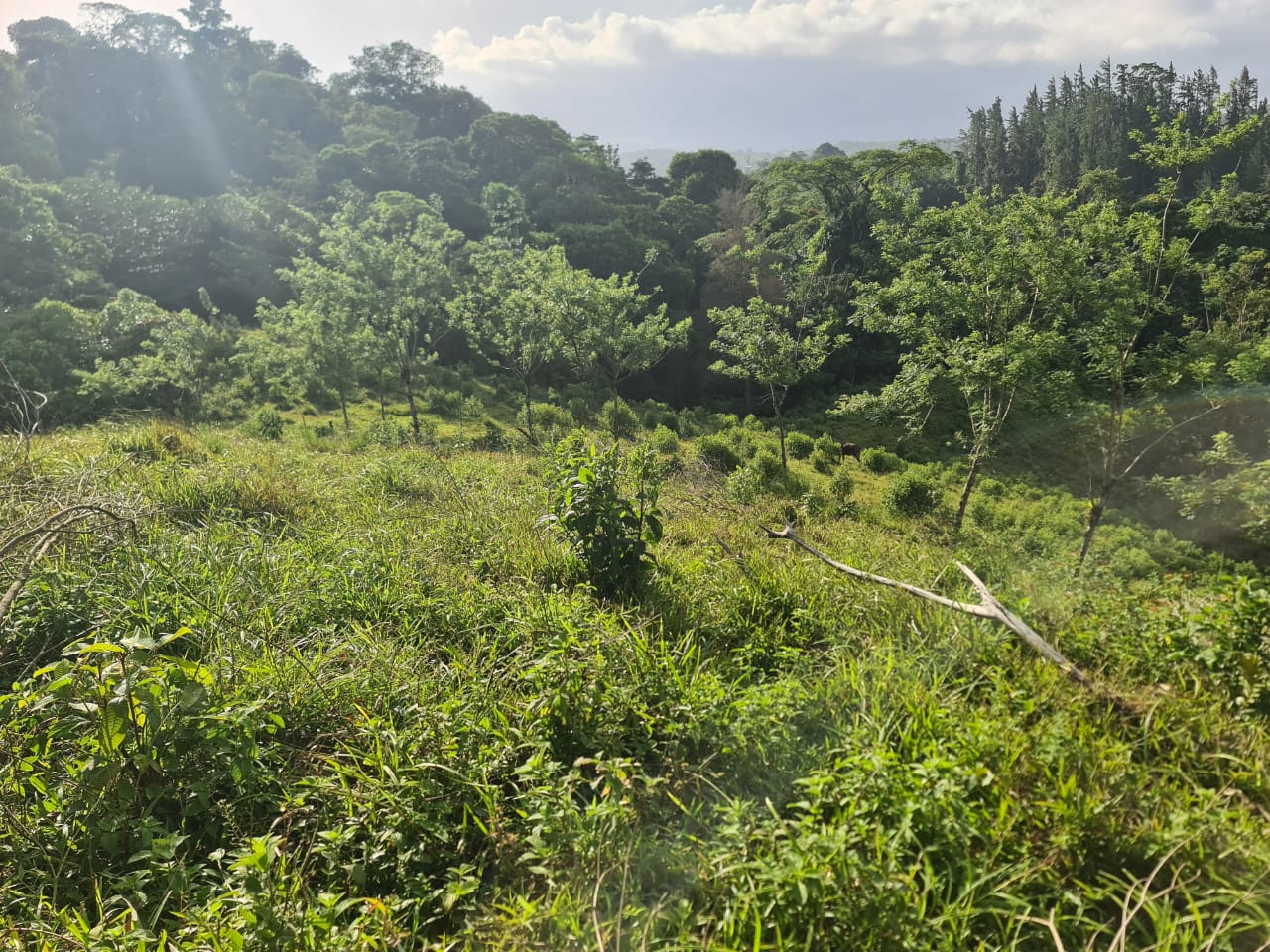 16-Hectare Farm with a Private Well and Views of Lake Arenal in Nuevo Arenal photo 34
