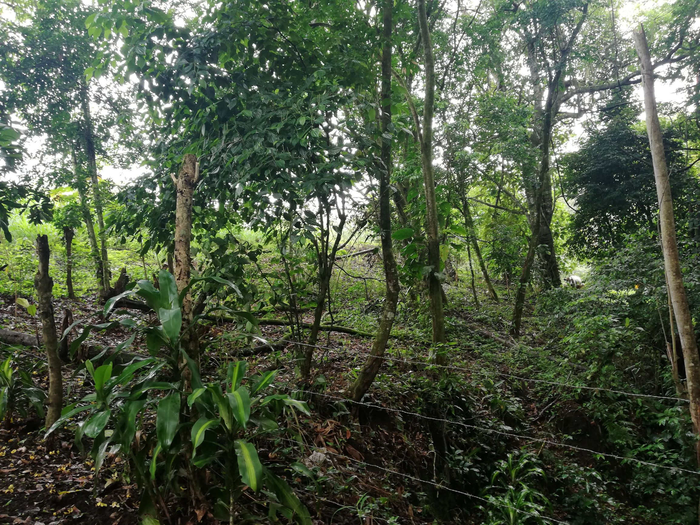 READY TO BUILD! 2,670m2 Parcel near Downtown Tronadora  photo 9