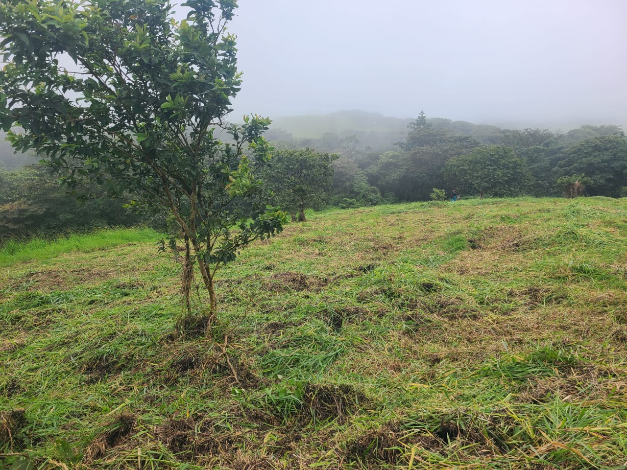 Stunning 12.59-Acre Lot with Volcano Views in Nuevo Arenal  photo 6