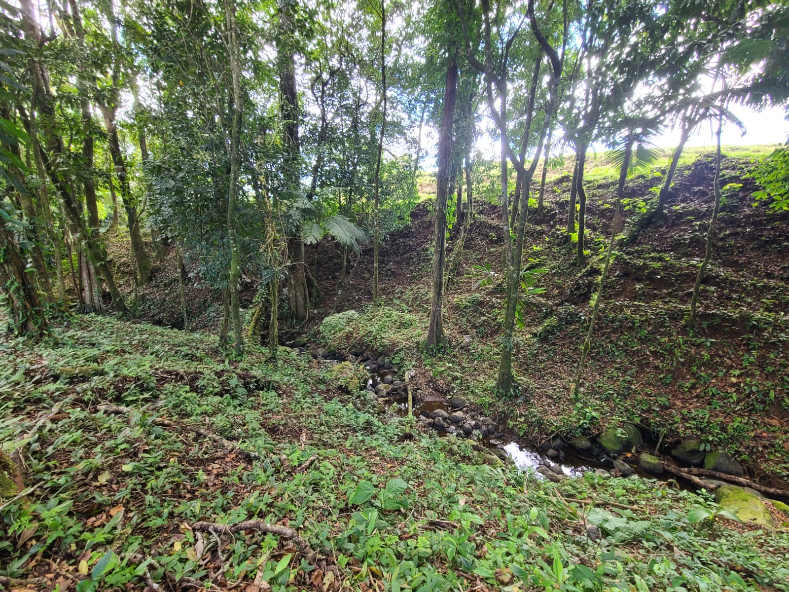 35,000 Sqm Property with Spectacular Lake Arenal View and Ravine photo 19