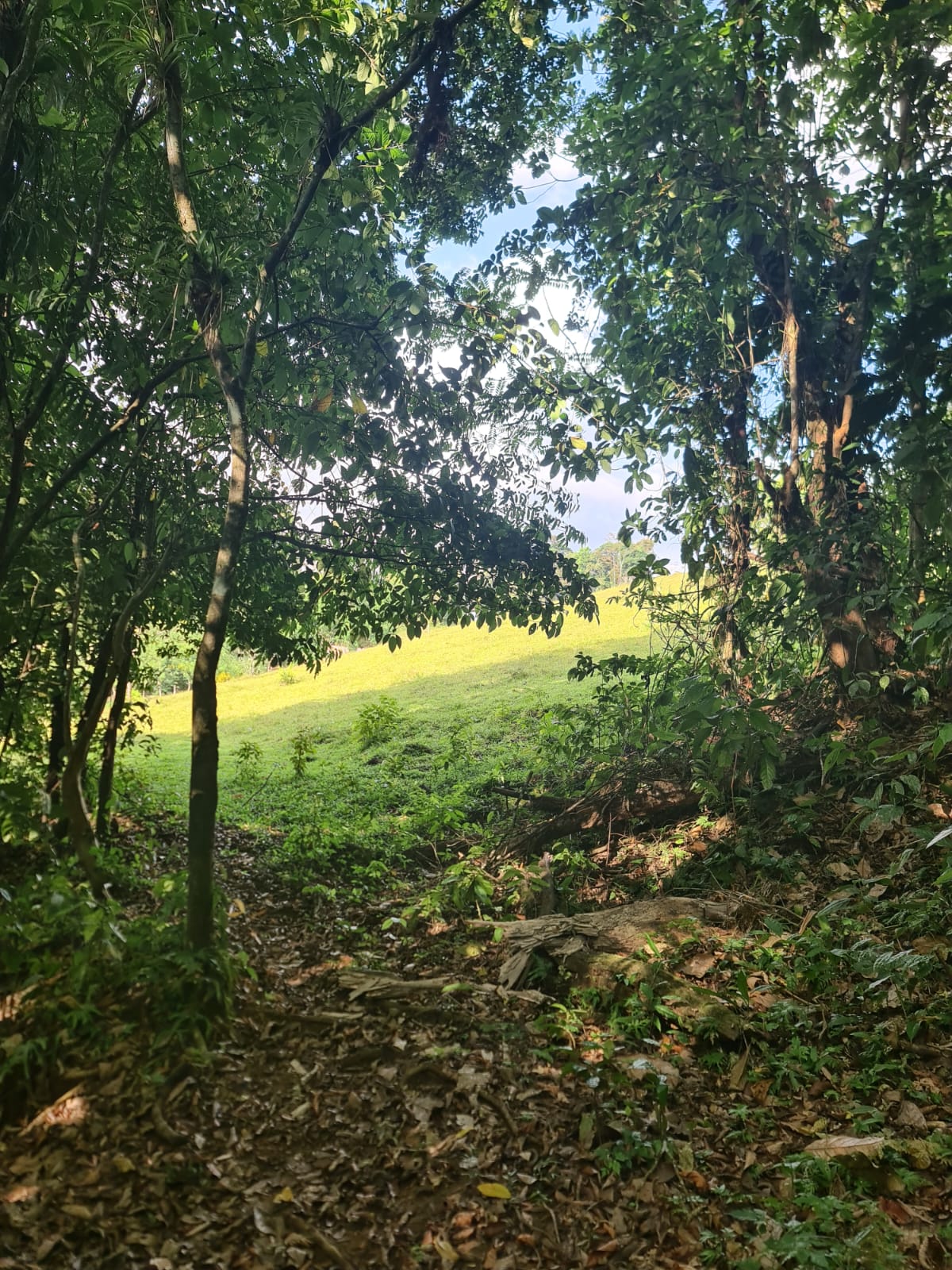 Gorgeous 50,372 m2 (12,4 acre) Farm In Cabanga, Guatuso photo 11