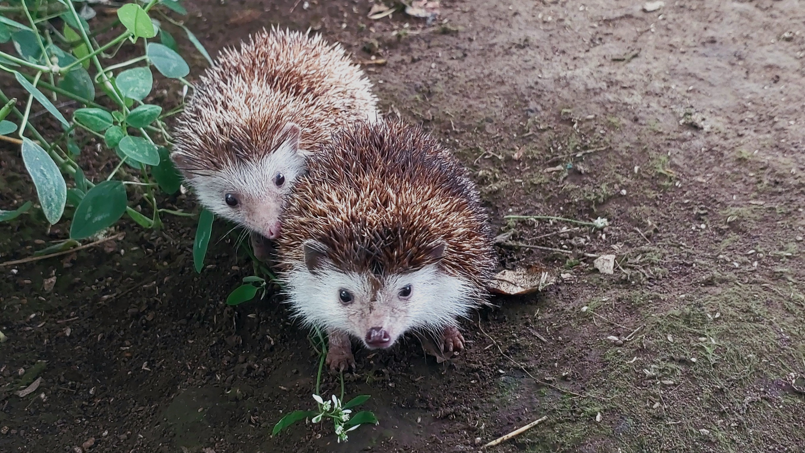 Luxury 7.41 Acre Estate 13 BD 10 BA w/ beautiful views of Lake Arenal & the Volcano  photo 70