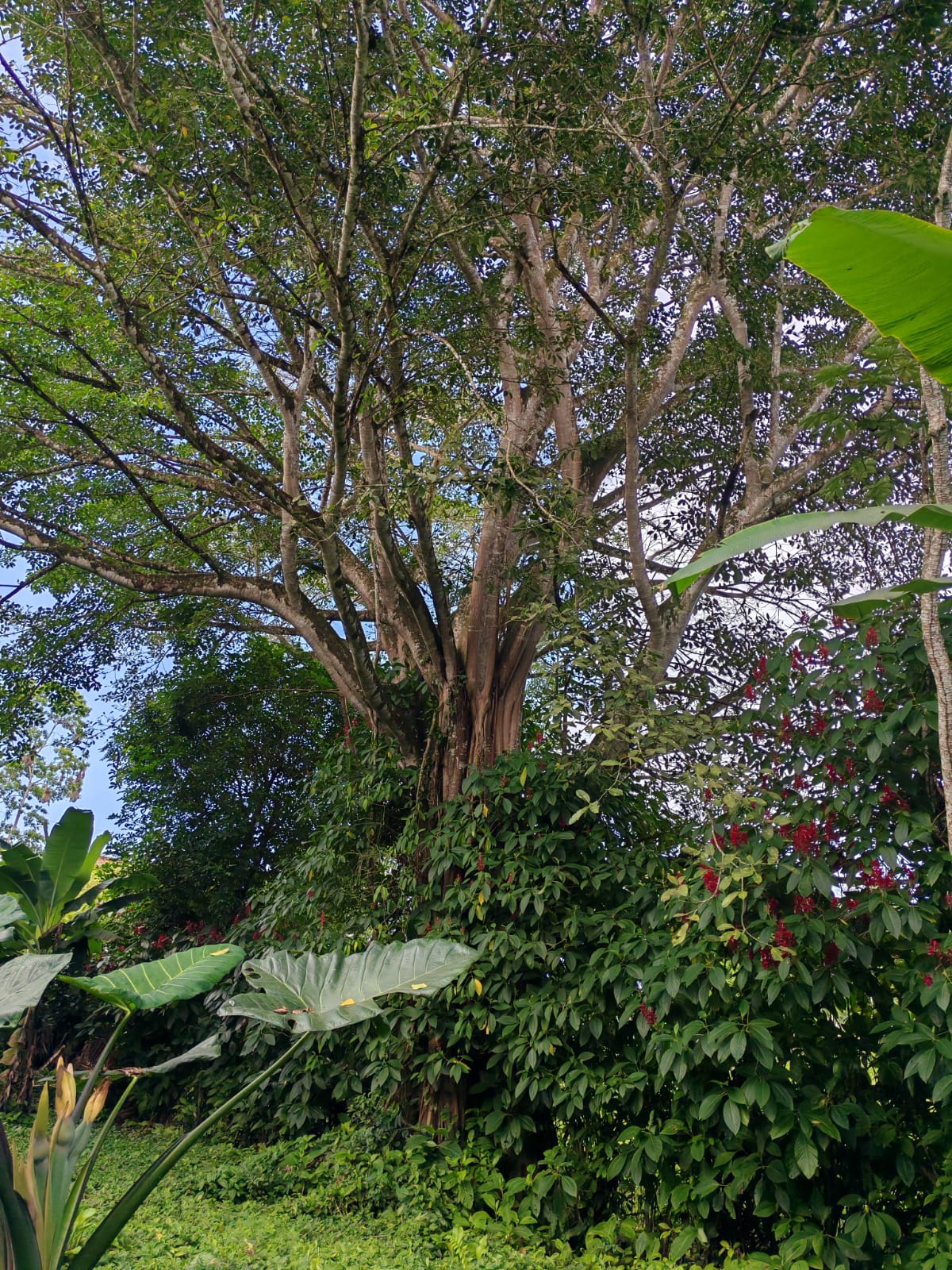 15,750 m² Lakefront Lot with Volcano Views, Fruit Trees & Direct Lake Access  photo 19