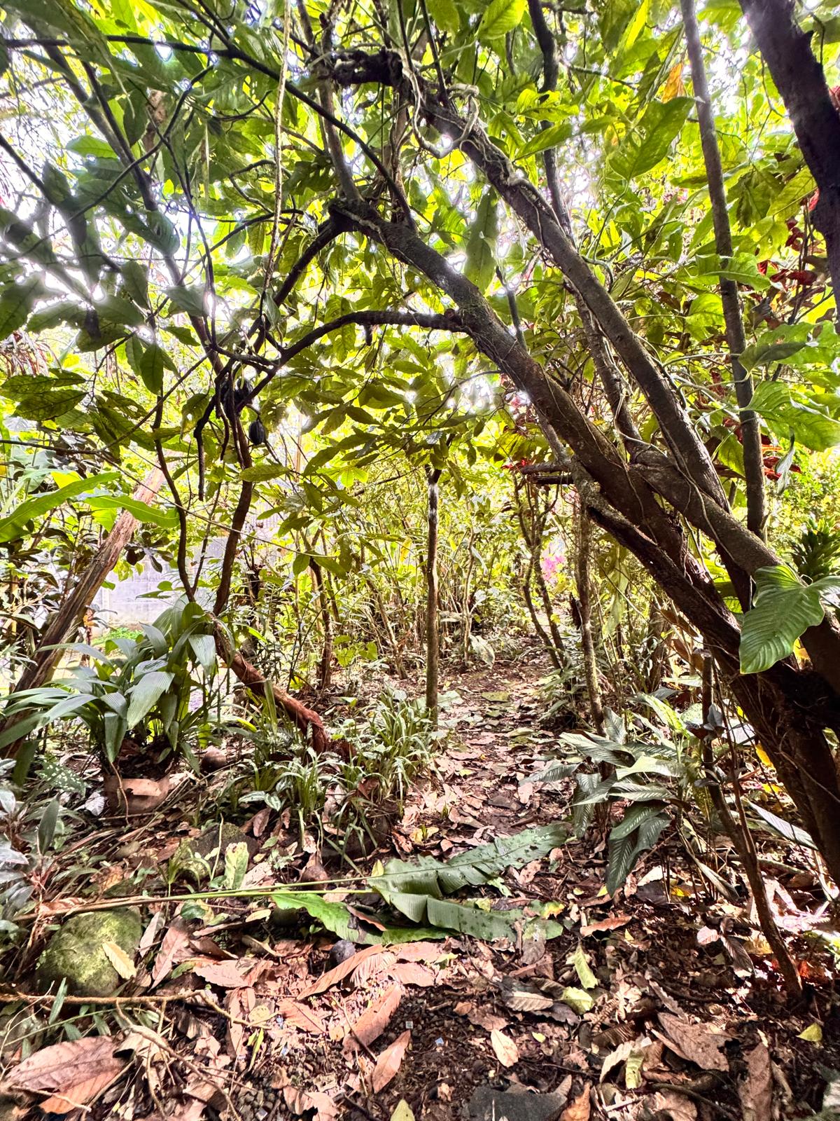 Charming 3 Bedroom 2 Bathroom Home in Nuevo Arenal photo 23