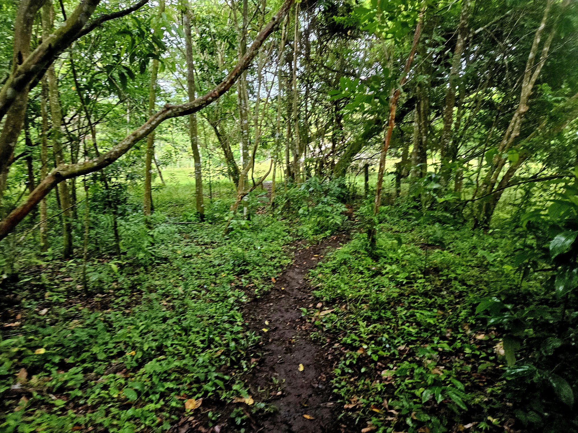 8,737 M2 (2.15 Acre) Lot with View  of Lake Arenal in Tronadora photo 10