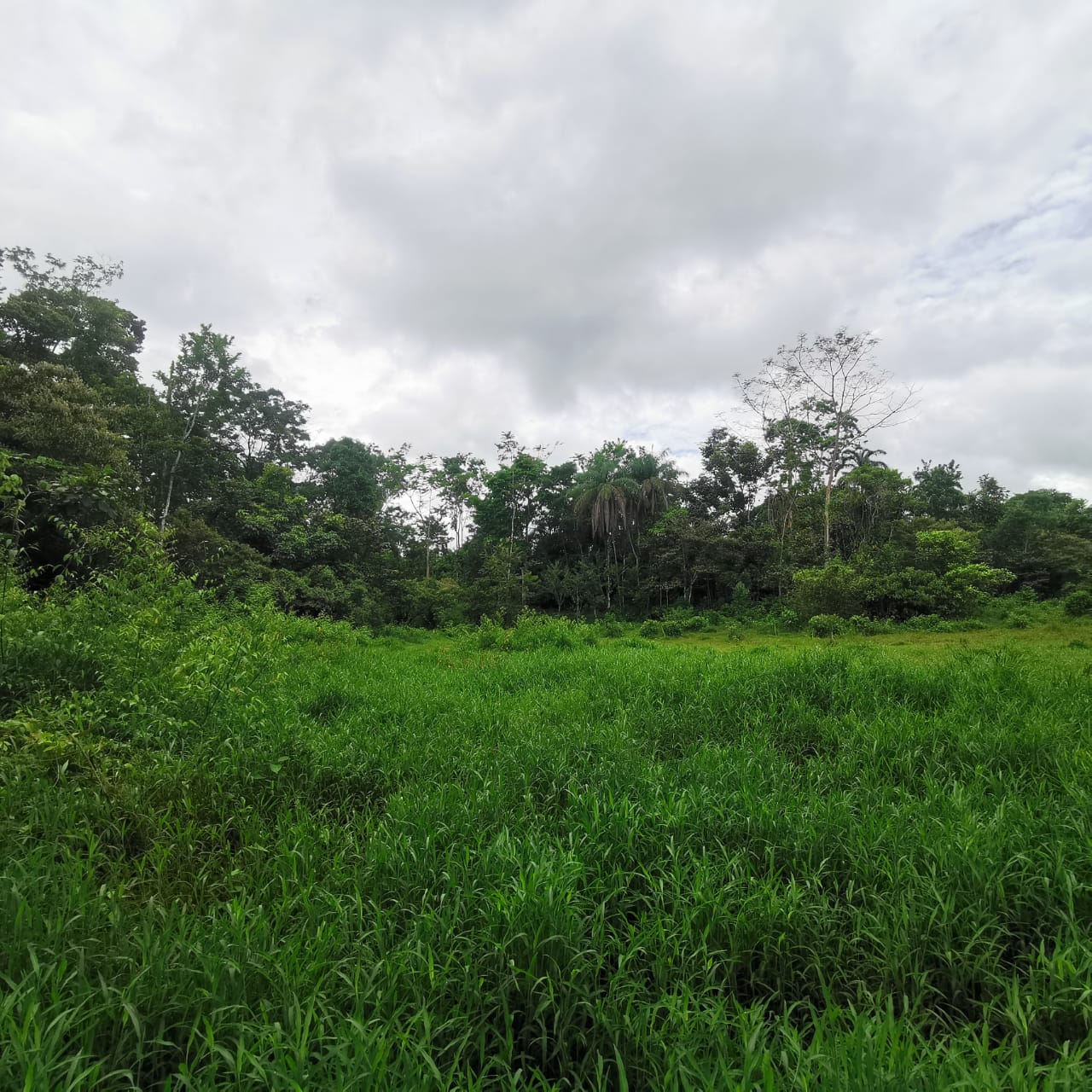 7.1-Hectare Lot w/ Private Well & Development Potential in Upala photo 6