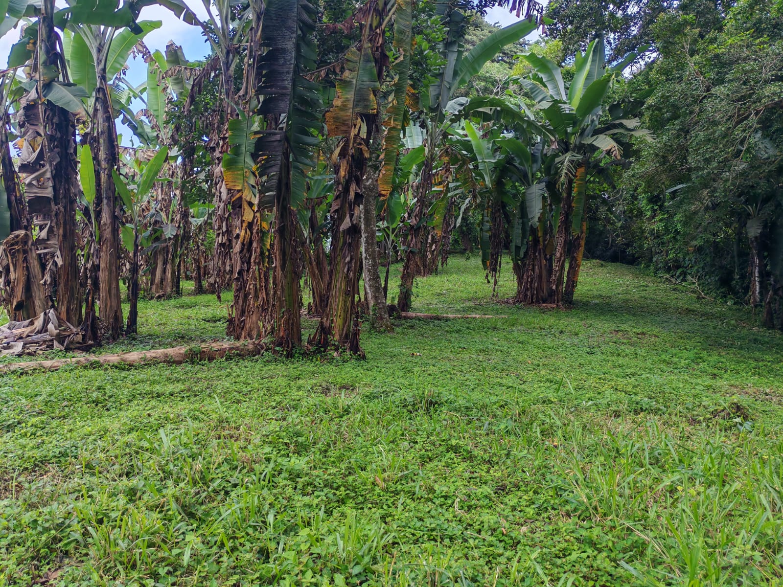 15,750 m² Lakefront Lot with Volcano Views, Fruit Trees & Direct Lake Access  photo 12