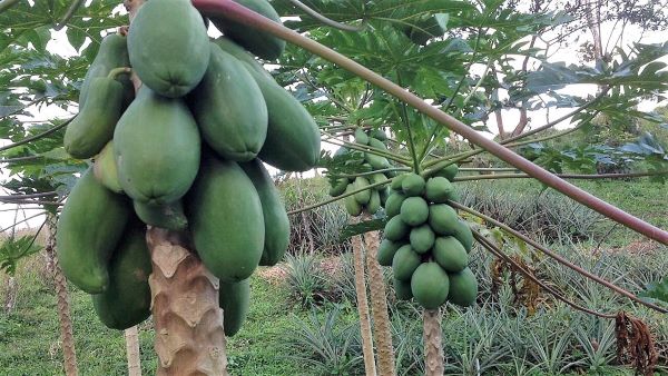 168 acres (68 hectares) of natural peace and tranquility with four cabins photo 23