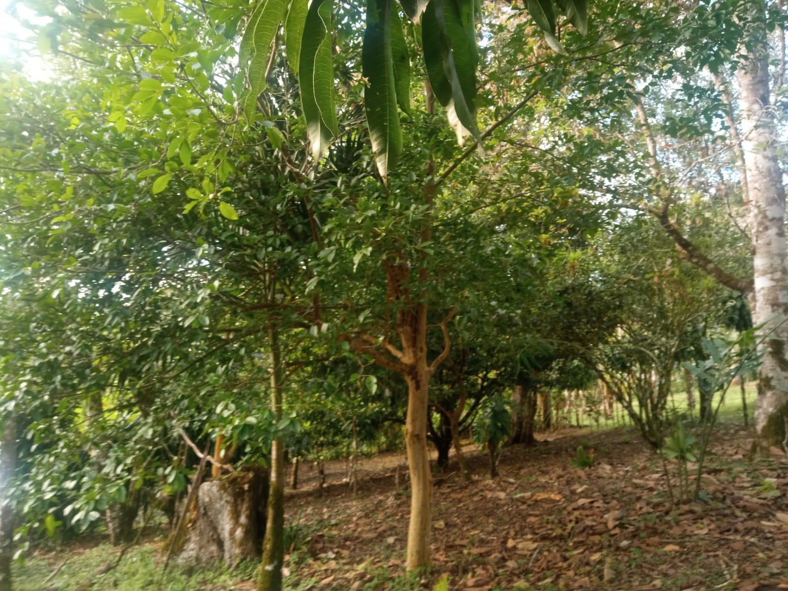 Beautiful, 1407 m2 (0,34 acres) Lot in Parcelas de Quebrada Azul, Tilarán photo 18