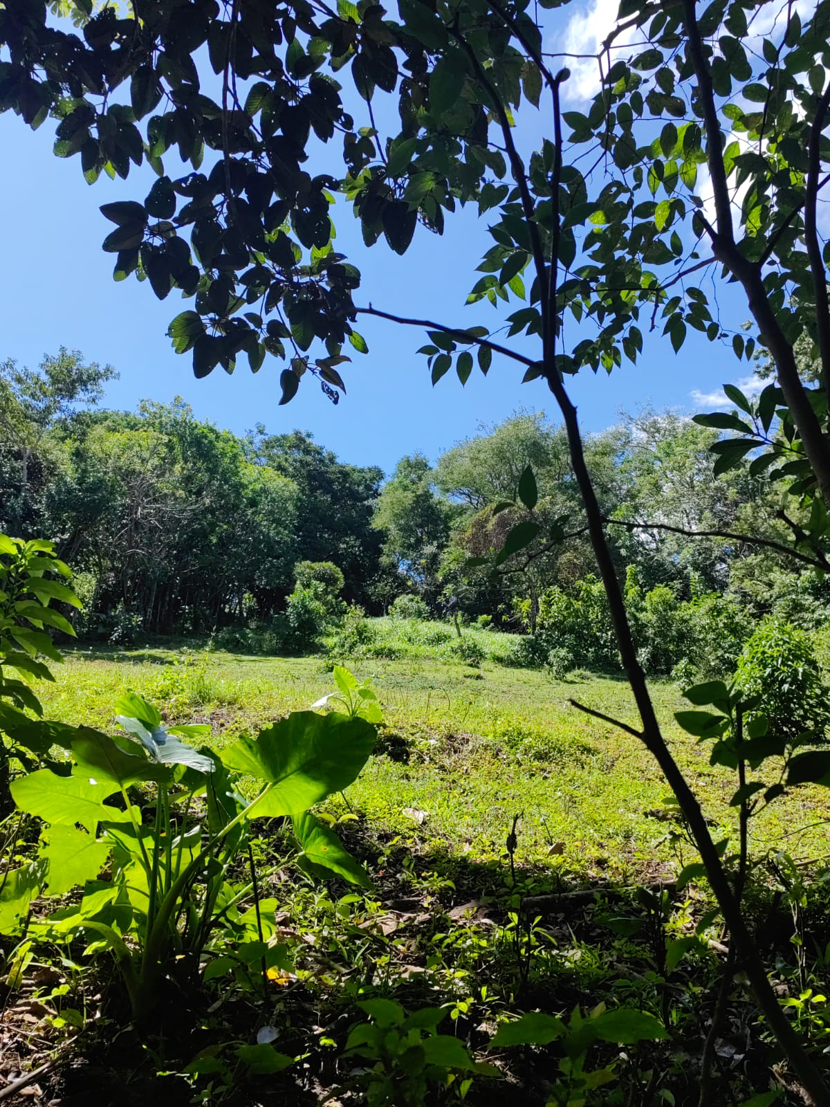 Large Lake view lot of 12,159 square meters in San Luis, Tilarán  photo 15