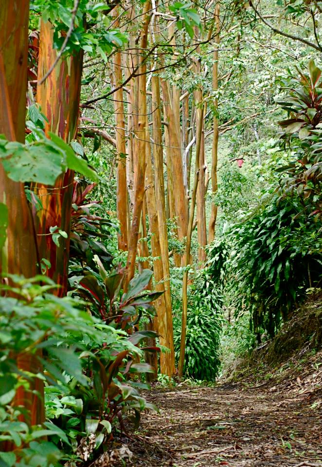 Beautiful 3 BD 2 BA Home in a 8 Acre Lot with Pool and Lake View photo 28