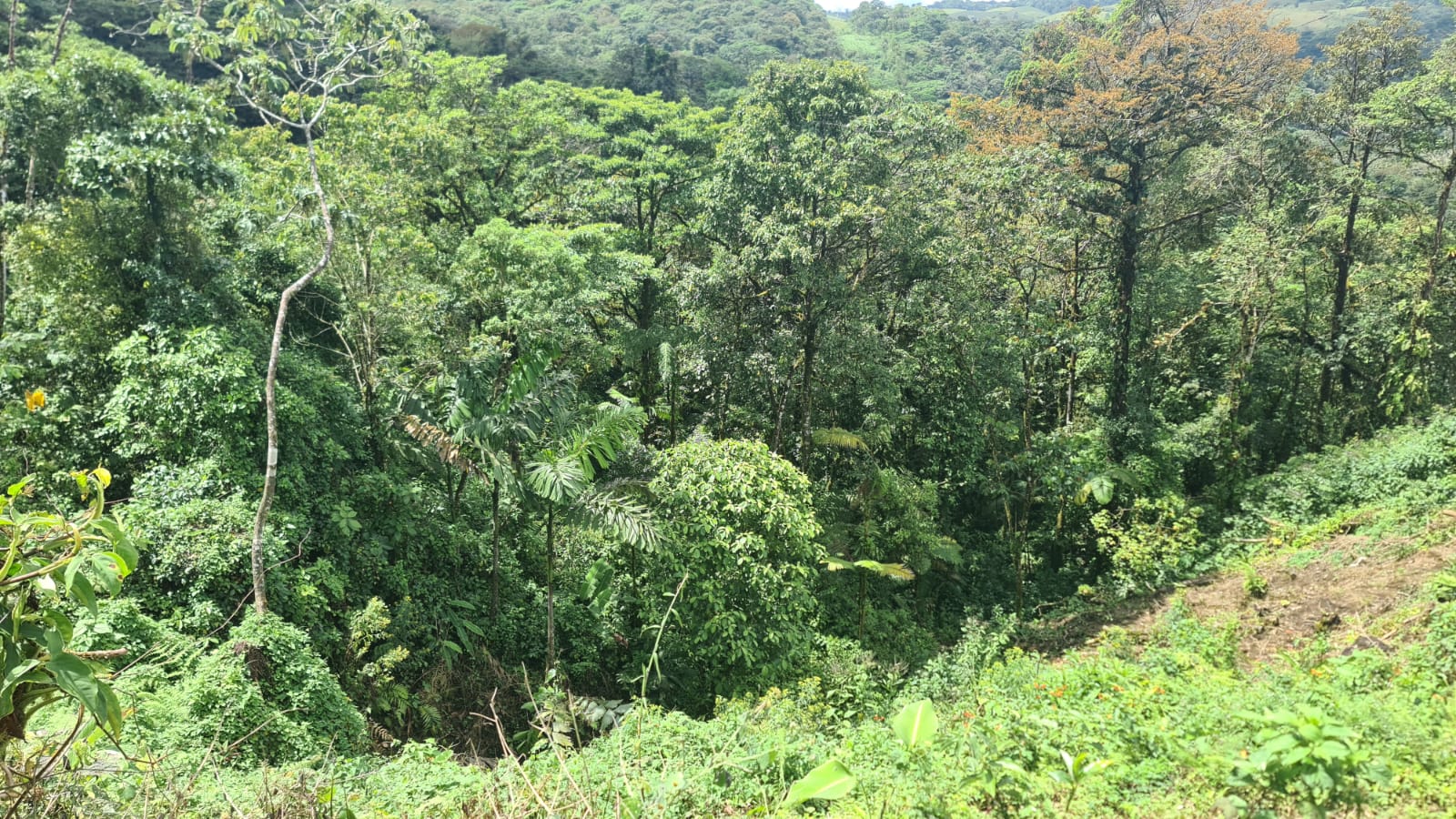 33 Hectare (81.5 acre) Property with Volcano Views in San Carlos, Alajuela photo 22