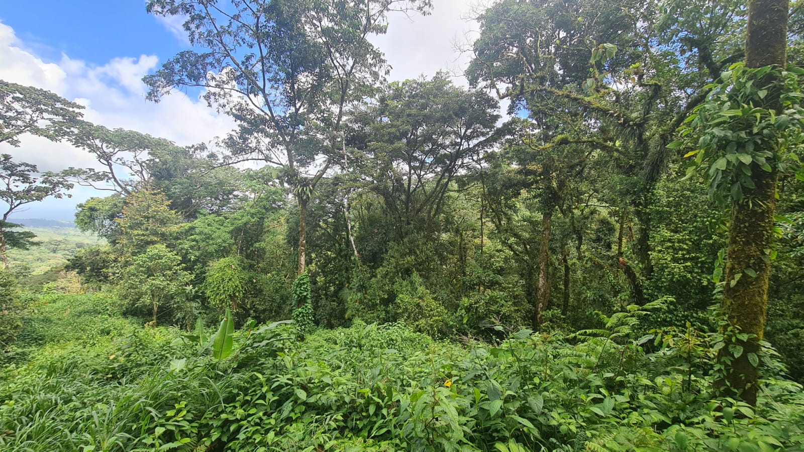 33 Hectare (81.5 acre) Property with Volcano Views in San Carlos, Alajuela photo 17