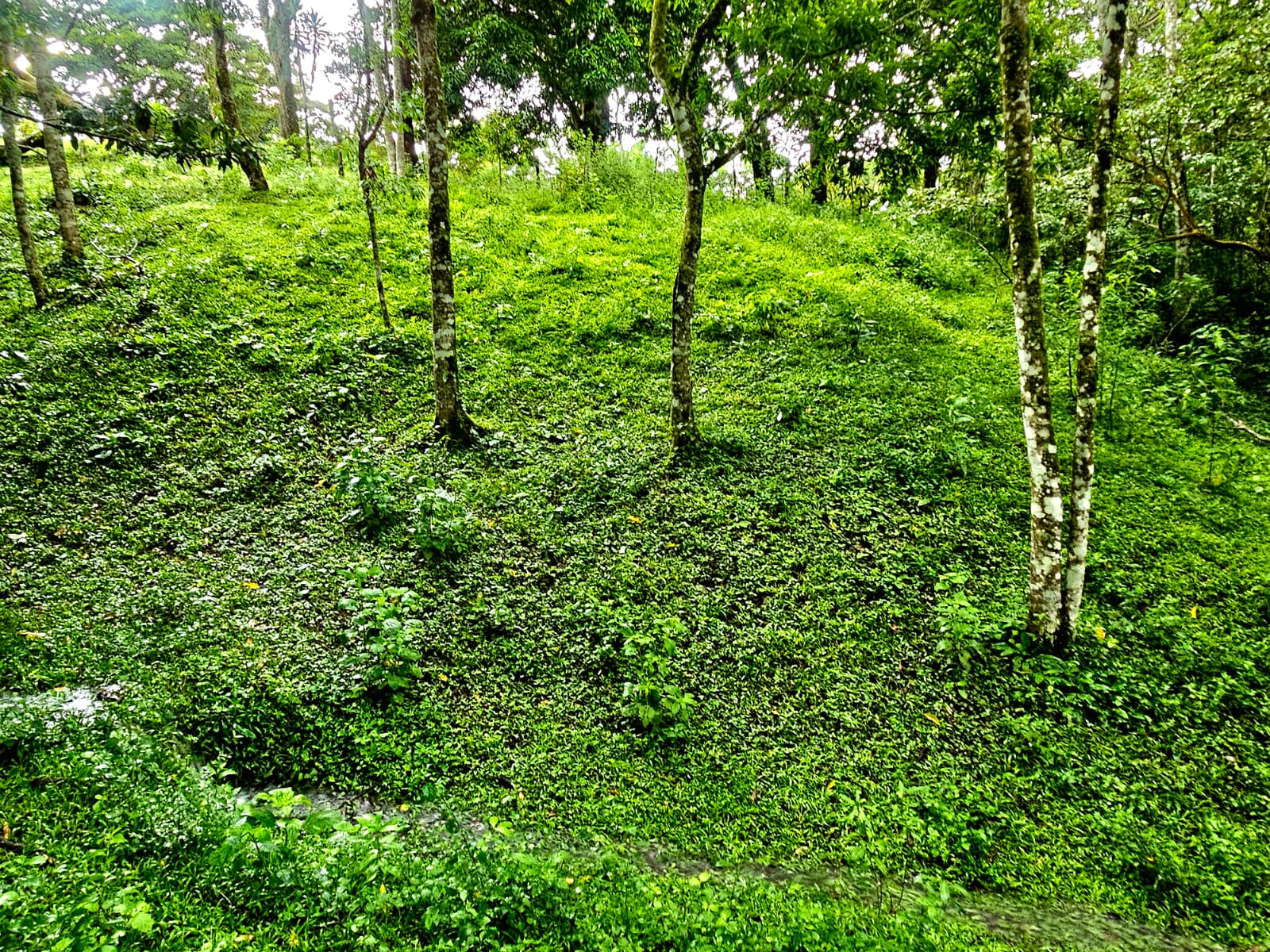 8,737 M2 (2.15 Acre) Lot with View  of Lake Arenal in Tronadora photo 7