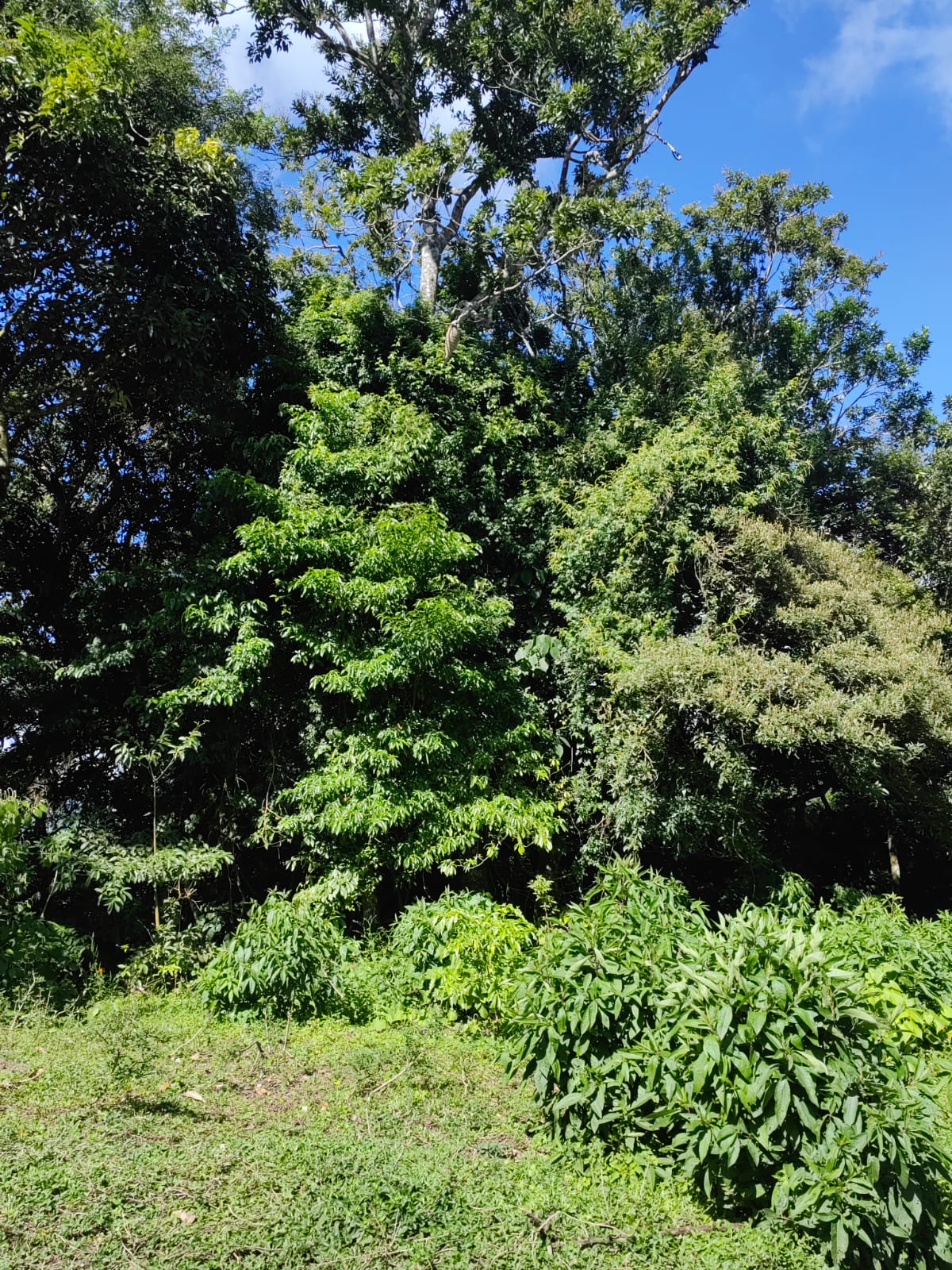 Large Lake view lot of 12,159 square meters in San Luis, Tilarán  photo 10